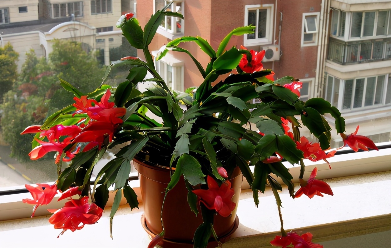 野外随便捡回家的松针，需要经过哪些“加工”才能养花补肥