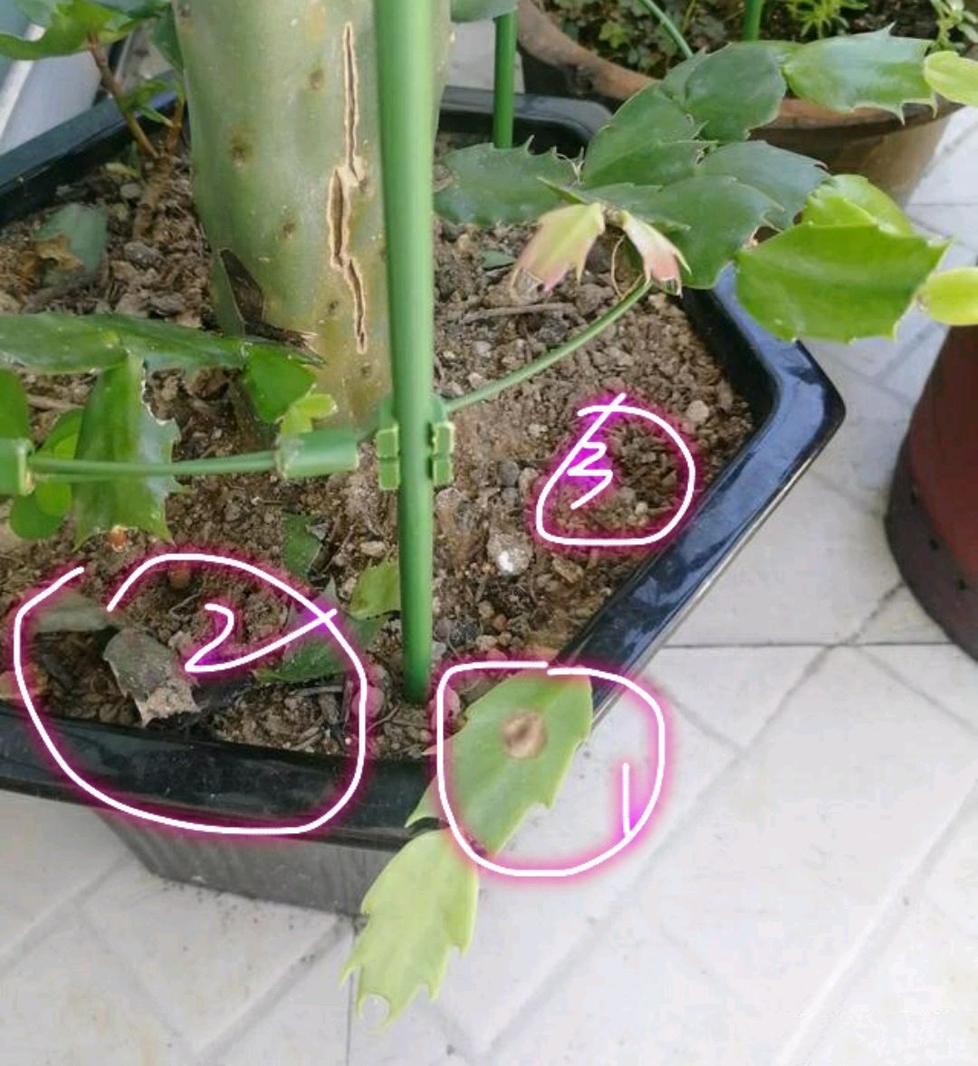 浇水|仙人掌嫁接蟹爪兰,做不到4点,徒劳无功,嫁接一盆坏一盆