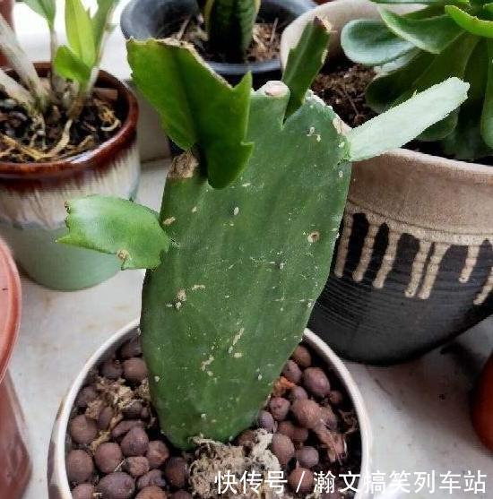 天热浇花要谨慎：别光用自来水，换上它们补水添营养、预防烂根