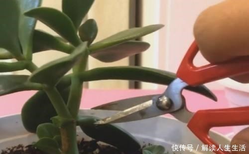 植物|养花13年,总结“6个”养花入门要点,三分钟看懂,养啥花都活!