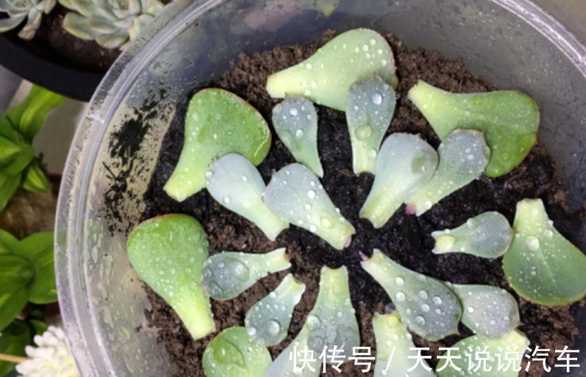 徒长后的多肉该怎么处理？砍头、扦插，按这些步骤操作准没错