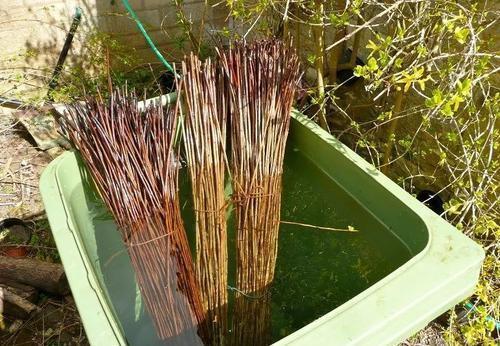 阿司匹林|花儿根系长不好?可以喂点“壮根水”,15天用一次,长出萝卜根