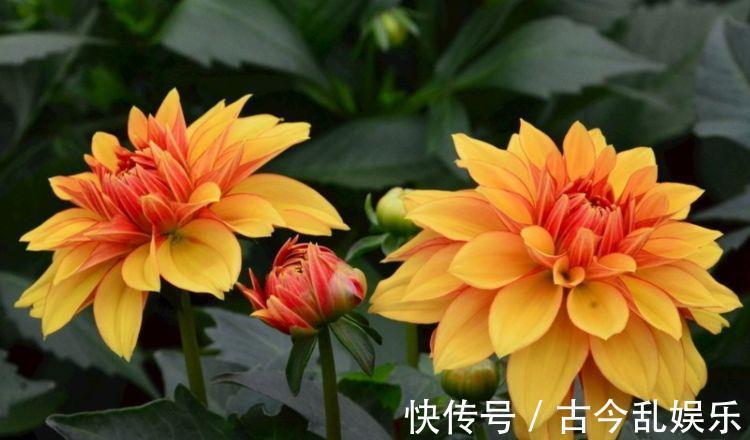 植物|农历7月31日开始,居家养这几款植物,美艳又动人,枝头窜满花苞