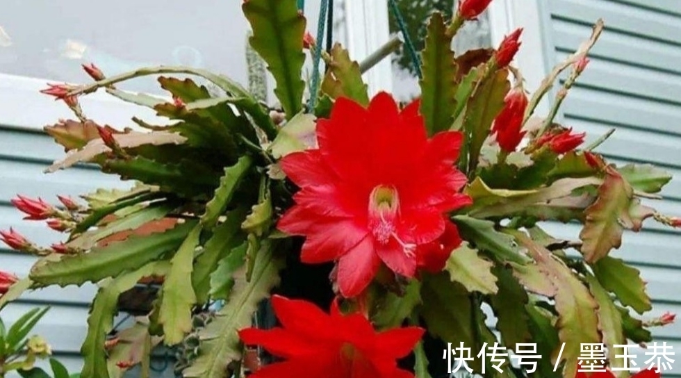 支撑架|1种仙人掌花,好养又漂亮,开花有碗口大