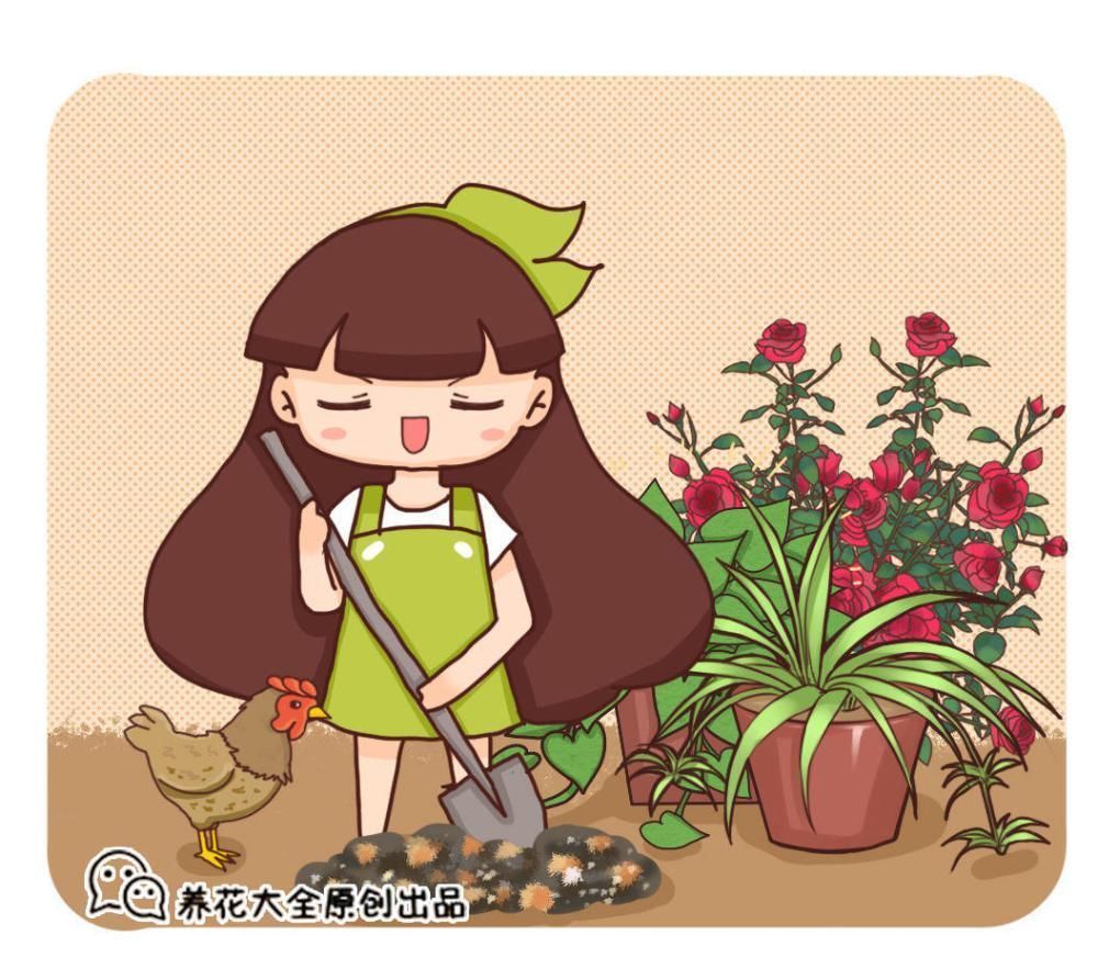 还不会用鸡蛋壳养花吗?这样处理一下,秒变高效养花肥!