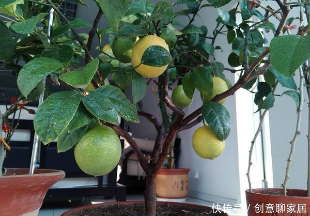 果子|盆栽柠檬只开花不结果？春天做好4件事，夏天果子满枝头