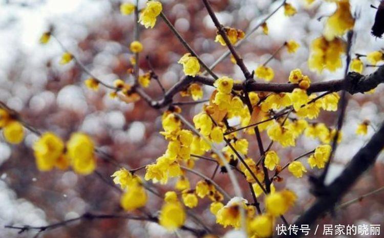 报春花报春花|4种花超优秀的，四季都开花，花朵漂亮，养护简单