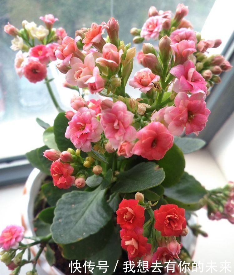 春季养此款花卉，花大服盆快，沾点水就疯长，开花勤还爱爆盆，美