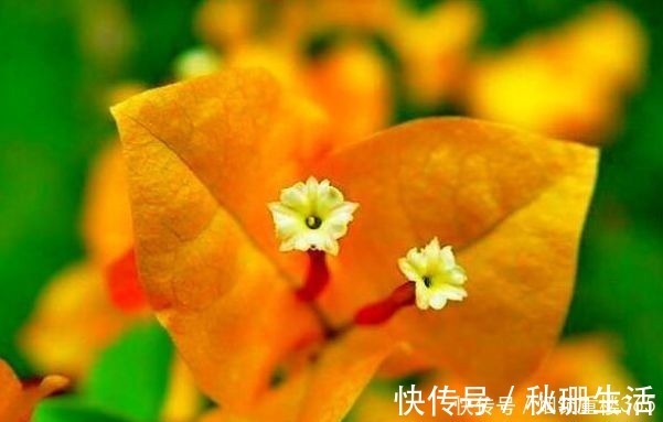 百日草|喜欢三角梅，首选“珍稀品种”柠檬黄三角梅，花开爆盆成花海！美