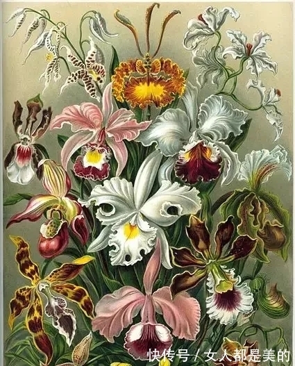 棘唇石豆兰|好丑!好臭!你没看错,我说的是兰花