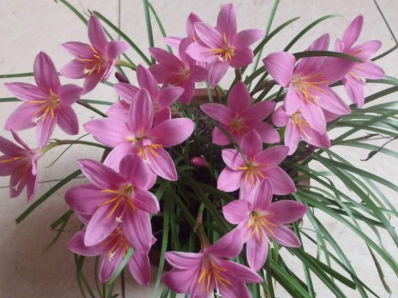 几种花养家里,福旺运旺财更旺,花开不断,还能旺财!