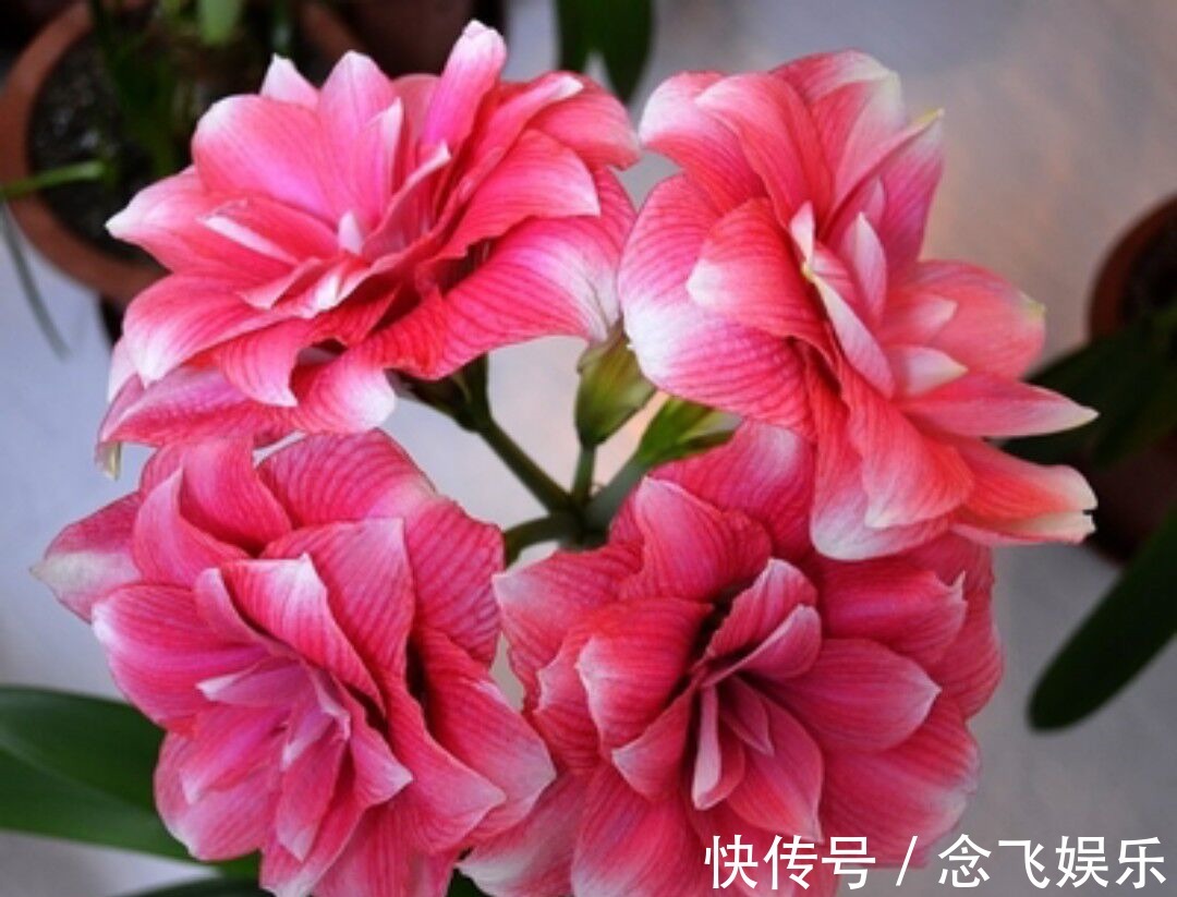 一种特别好养的植物,旺盛开花,花香十里,女人最爱