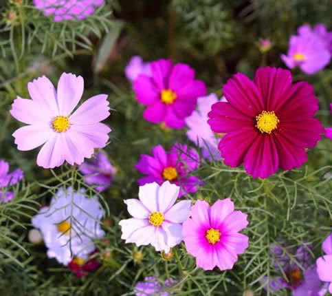 喜欢菊花吗那就养盆“荷兰菊”，花比叶多，冷热不忌，四季栽培