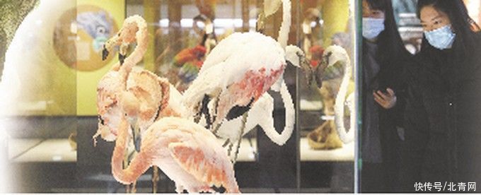  展现|从飞禽走兽到昆虫植物，自然博物馆399件生物标本展现“生命之美”