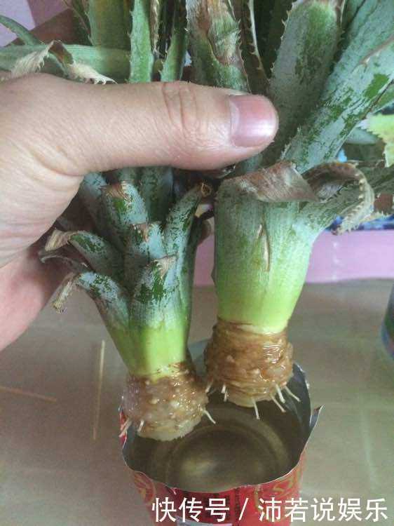吃完的“菠萝头”不要扔,这样切一刀,扔水里,就能长叶结果