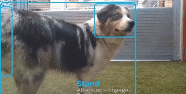 参与|CompanionPro:无需人参与的狗狗AI训练机器