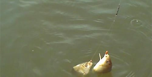 进食|冬钓大板鲫“9字真经”,注意这些方式方法,冬钓鲫鱼不是难事!