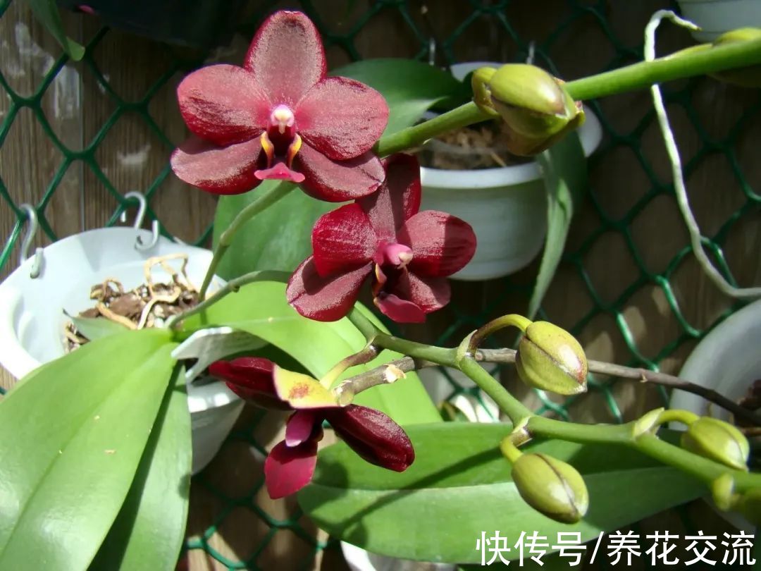 室内窗台养盆栽蝴蝶兰，掌握这5点就足够了，每年坐等看花