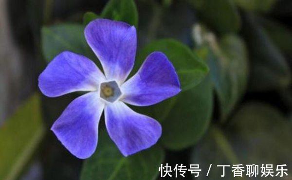 盆栽|长春花叶子蔫了咋回事，别着急，找准原因就能让它重焕生机