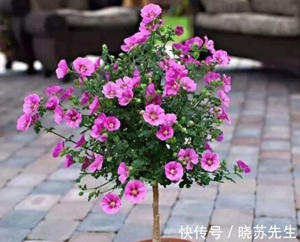 新手养花首选这3款，开花美好养护，抗性强真省心，适合新手