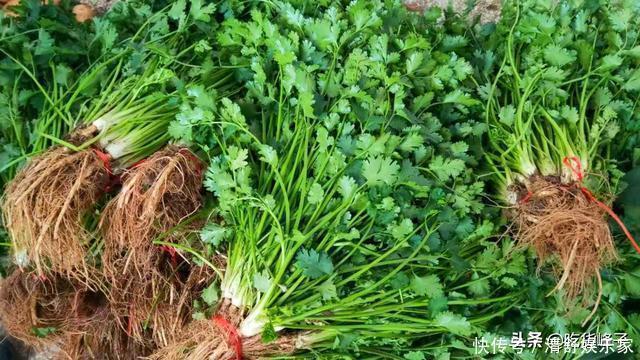 刚知道,香菜要这样保存,随吃随取,和刚买的一样新鲜,特简单