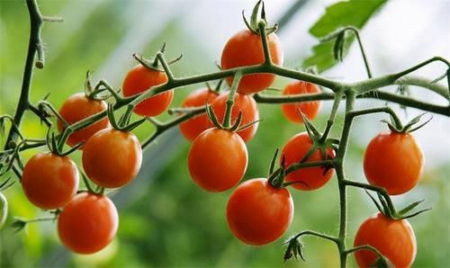 聪明人都在吃3种食物，排毒养颜，增强体质，有益健康