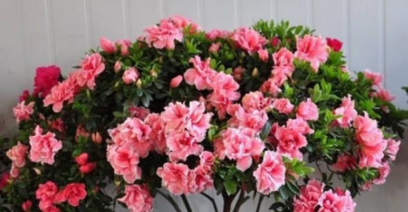 4种“超漂亮的花”,谁看见都想养,花开不断,美极了!