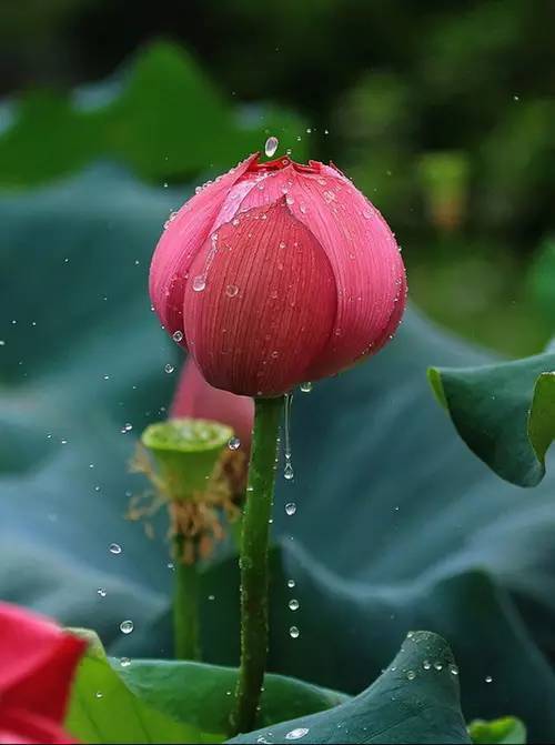 中国十大名花欣赏,美极了!