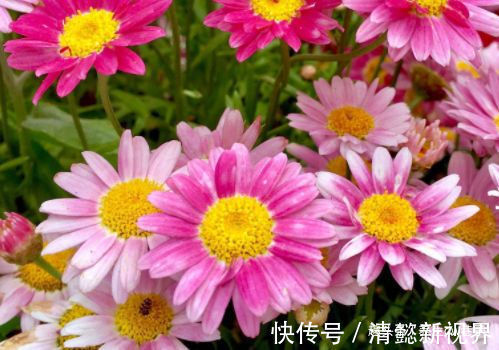 色泽|喜欢牡丹,不如养“高端玫瑰”永远的莫斯科,色泽鲜艳,妩媚娇羞