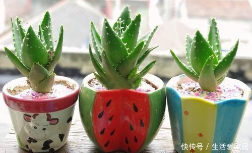 健康|家里万万要养这4种植物,家人身体会越住越健康,聪明人一眼就懂