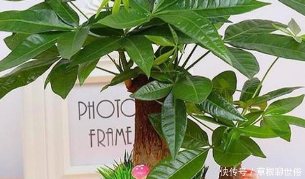 天气暖和了,你家的发财树该剃头了吧,一定要做好三件事