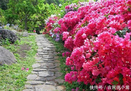  终于|终于知道三角梅为什么不开花了！你遇到过吗