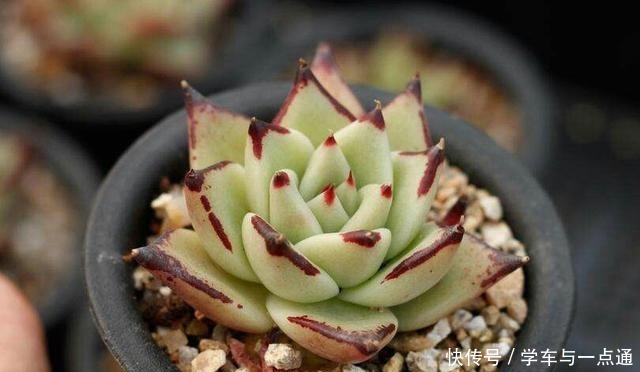 数以万计的多肉,知道这四大类,你就是多肉词典!