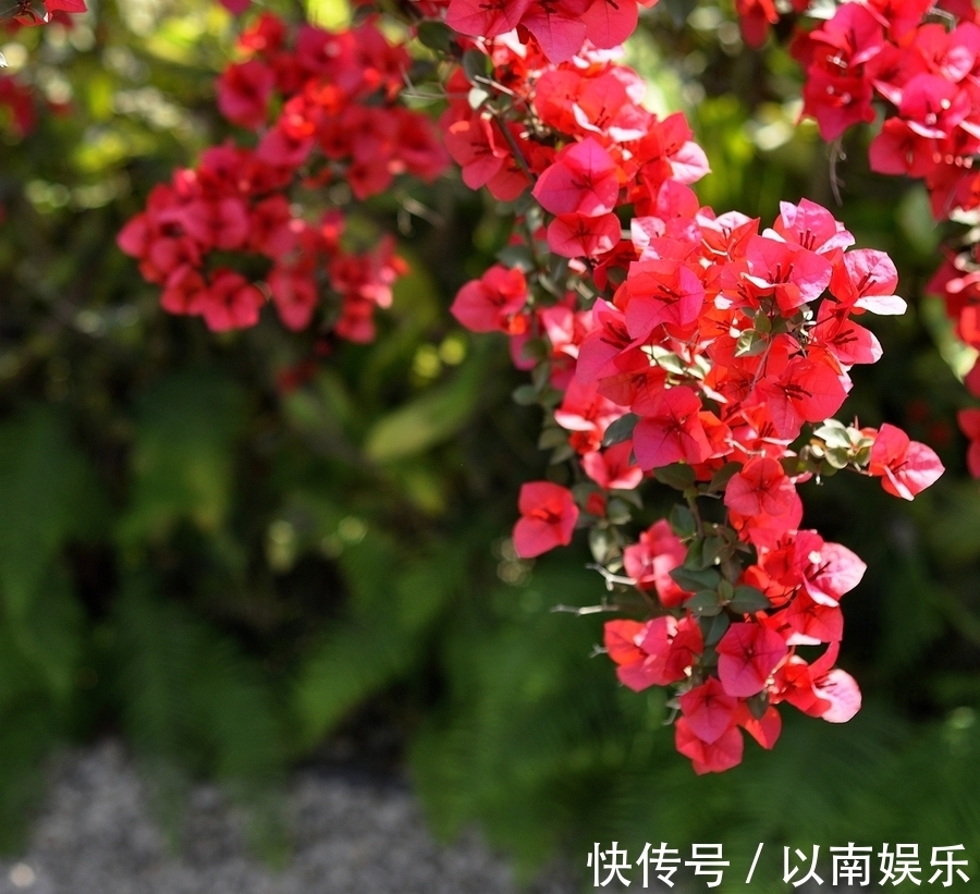 叶子花|花似叶、叶似花，想多开花就旱着它，这种花太好养！