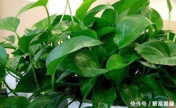 花色|6月开始，这“3种花”浇水要当心，尤其最后一种要管住手