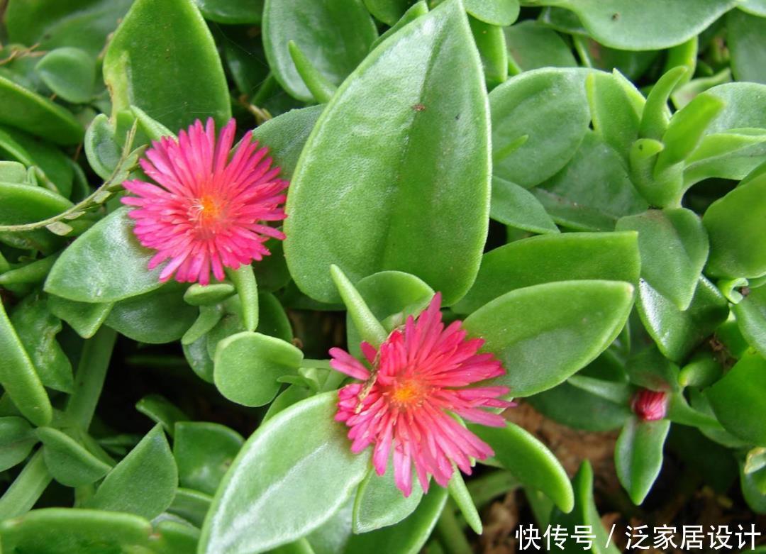 花眼|多肉吊兰样式多到你挑花眼,颜色状态是各不相同,看看你认识几个