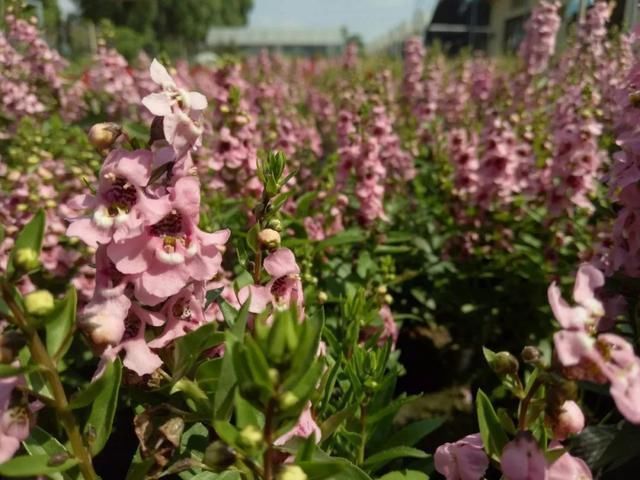 地区|几种很耐热耐晒的开花植物，寒冷地区可露地栽种，花量多，花期长