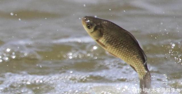 钓鱼时,肉眼能看到鱼群,但它们为什么就不上钩?真正原因竟是它