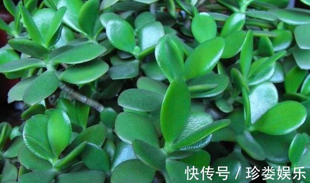 玉树怎么养才会开花，玉树盆景能喷水吗好多肉不知道的小妙招