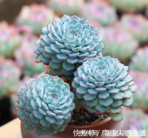 多肉植物|养棵多肉蓝姬莲，块头大长势旺，还很容易爆盆，适合新手