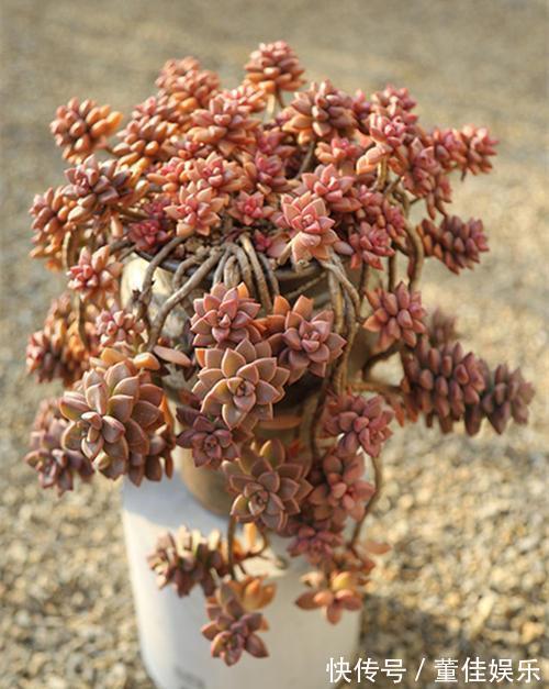 3种多肉养不死，丢在花盆里，3个月长满盆，小白变高手