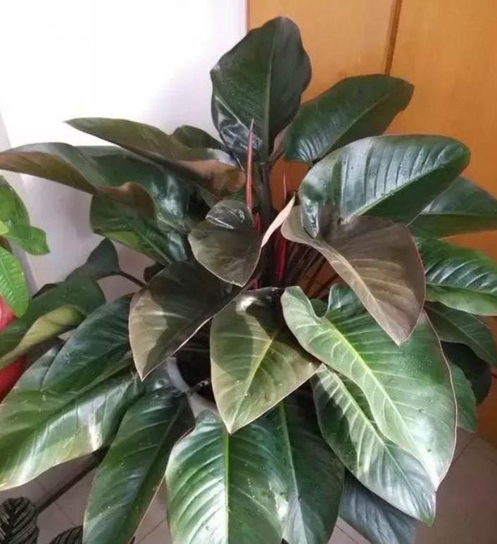 土豪都养3种花,四季常青,镇宅又旺财,生长健壮,旺盛粗壮