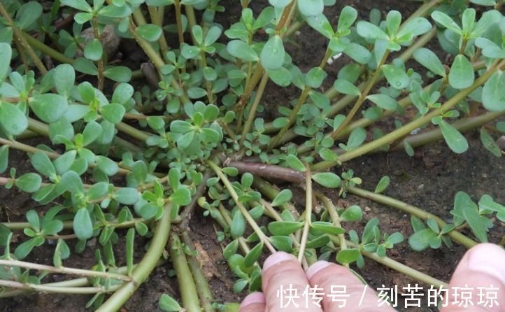 二羟乙胺|农民称“长寿菜”没想到这么好,好多人不知道也不认识!