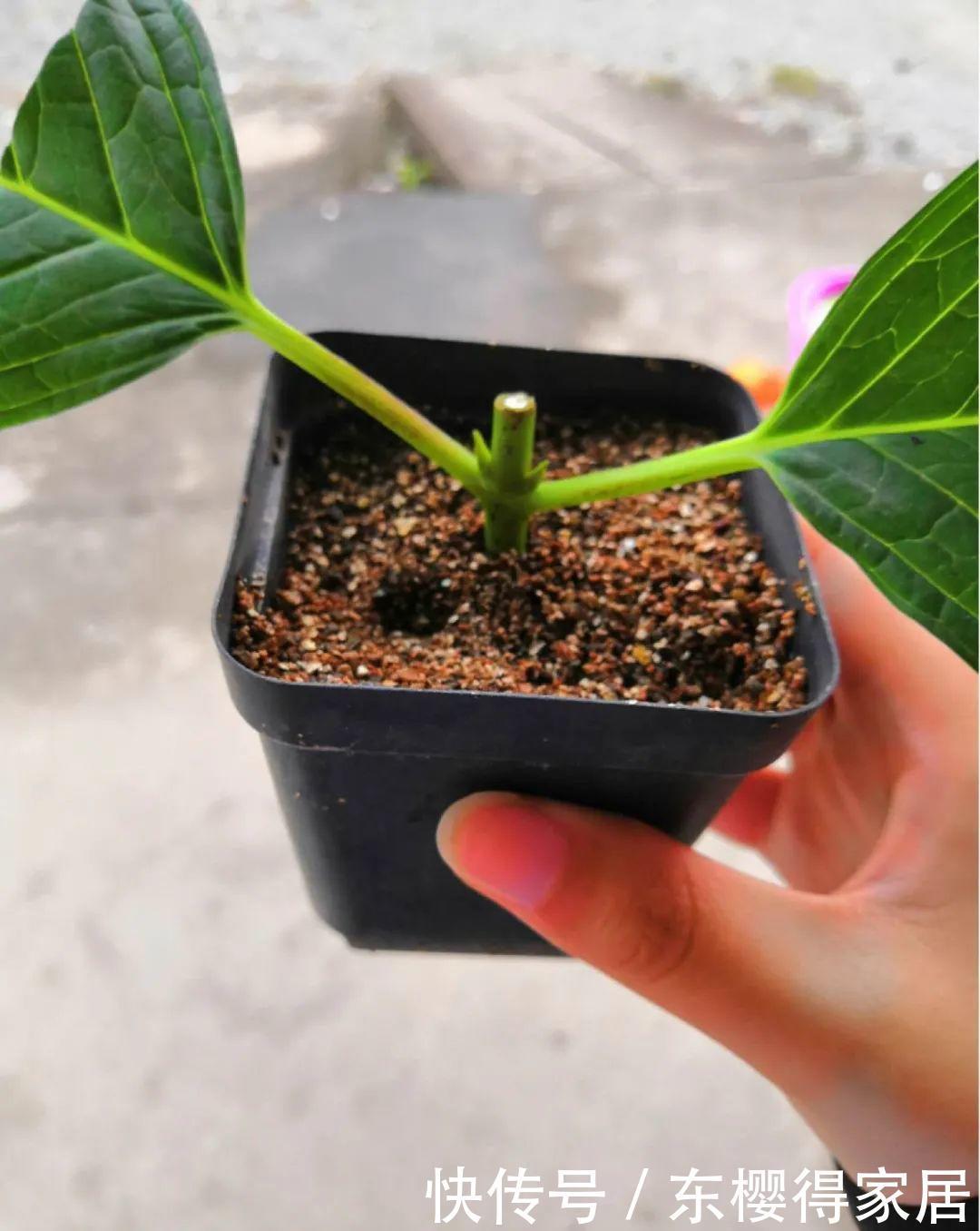 品种|6月份扦插,选好合适的植物品种,沾土、泡水都能活