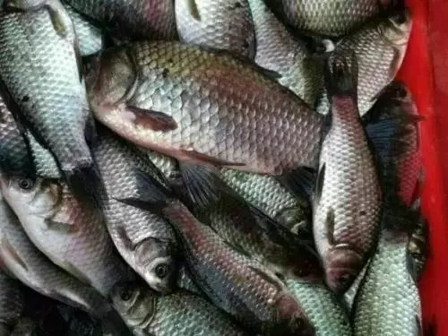 分享如何快速找到鲫鱼藏身的四大技巧，学会让你快速钓鲫鱼