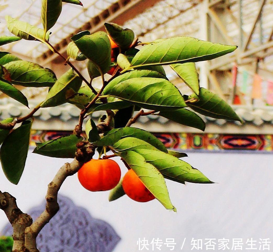 3种“养人树”,漂亮有香味,能吃能观赏,建议至少养一种