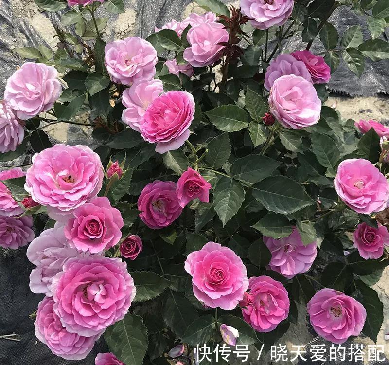 宣传图|为什么我辛辛苦苦种出来的月季，开花和宣传图不一样呢