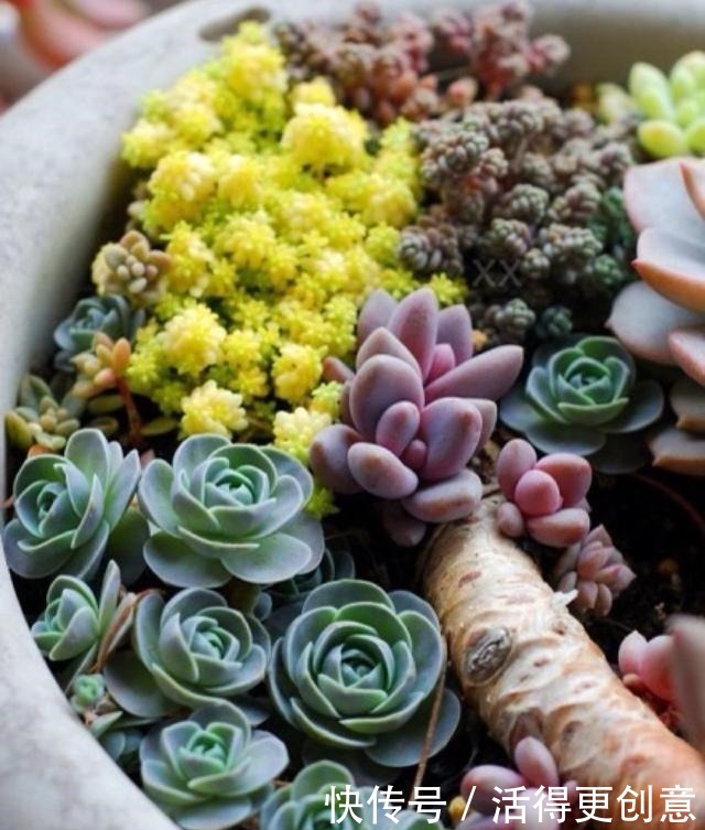 一个盆种一棵多肉好,还是拼盘好记住一点,壮又美,长爆盆!