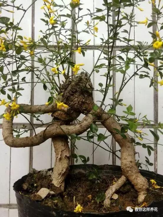 农村常见的1种树桩，栽在盆里剪几刀，变成盆景价值翻翻！