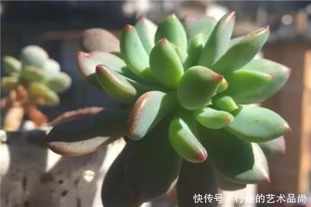 多肉十大美人,太阳一晒脸就红,胖成球的最好看!
